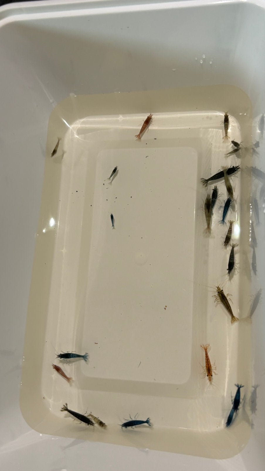 Mix garnalen 12 voor €5,-, Kreeft, Krab of Garnaal