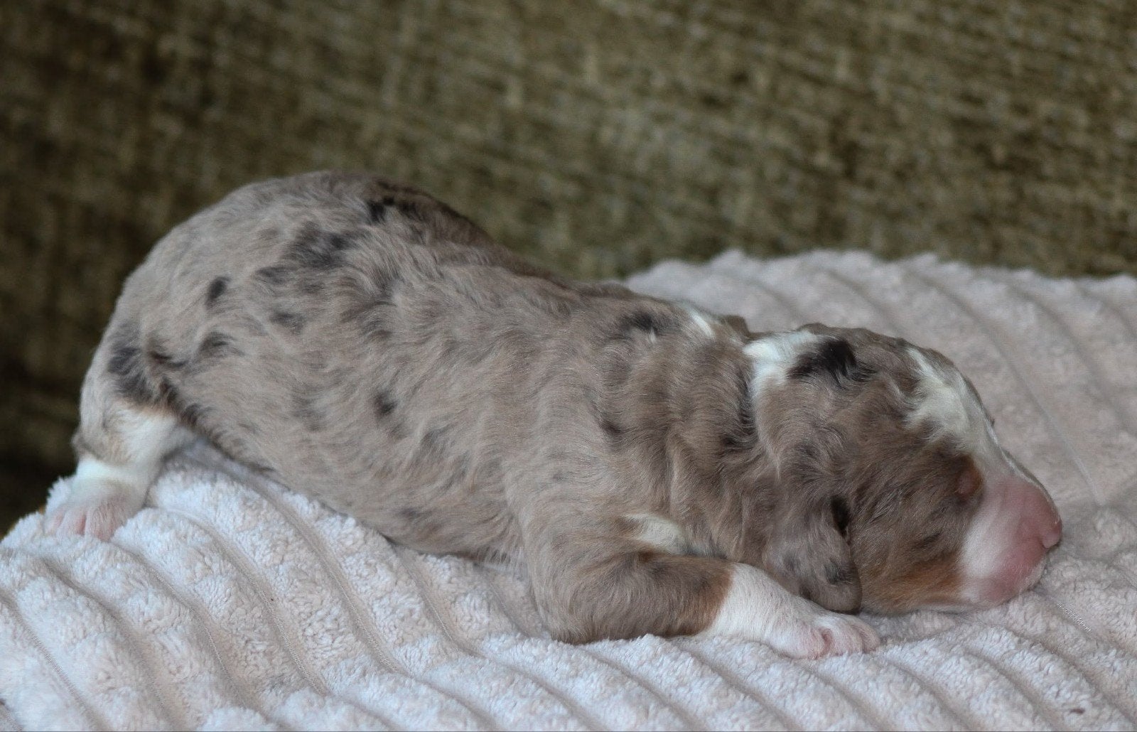 Gastgezin gezocht reutje / Bernedoodle, Dieren en Toebehoren, Nederland, Reu, 8 tot 15 weken, Meerdere