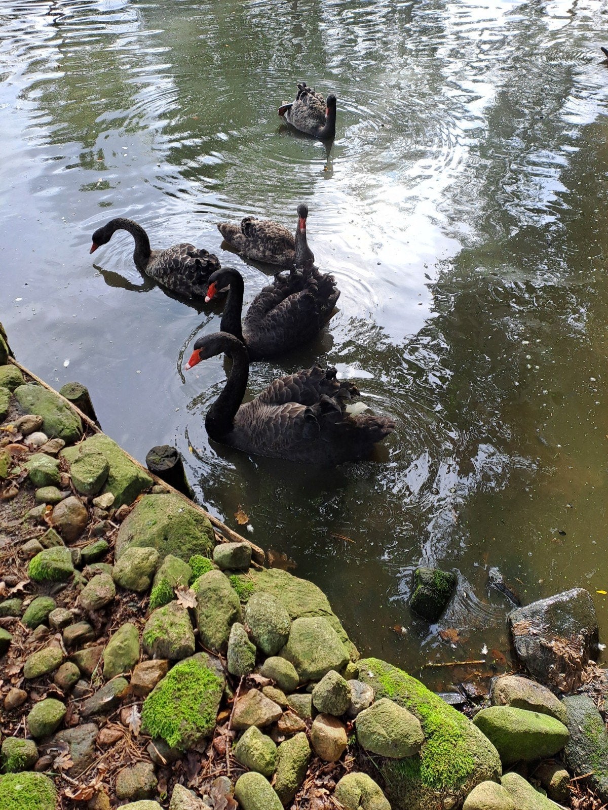 zwarte zwanen, Dieren en Toebehoren, Meerdere dieren, Gans of Zwaan
