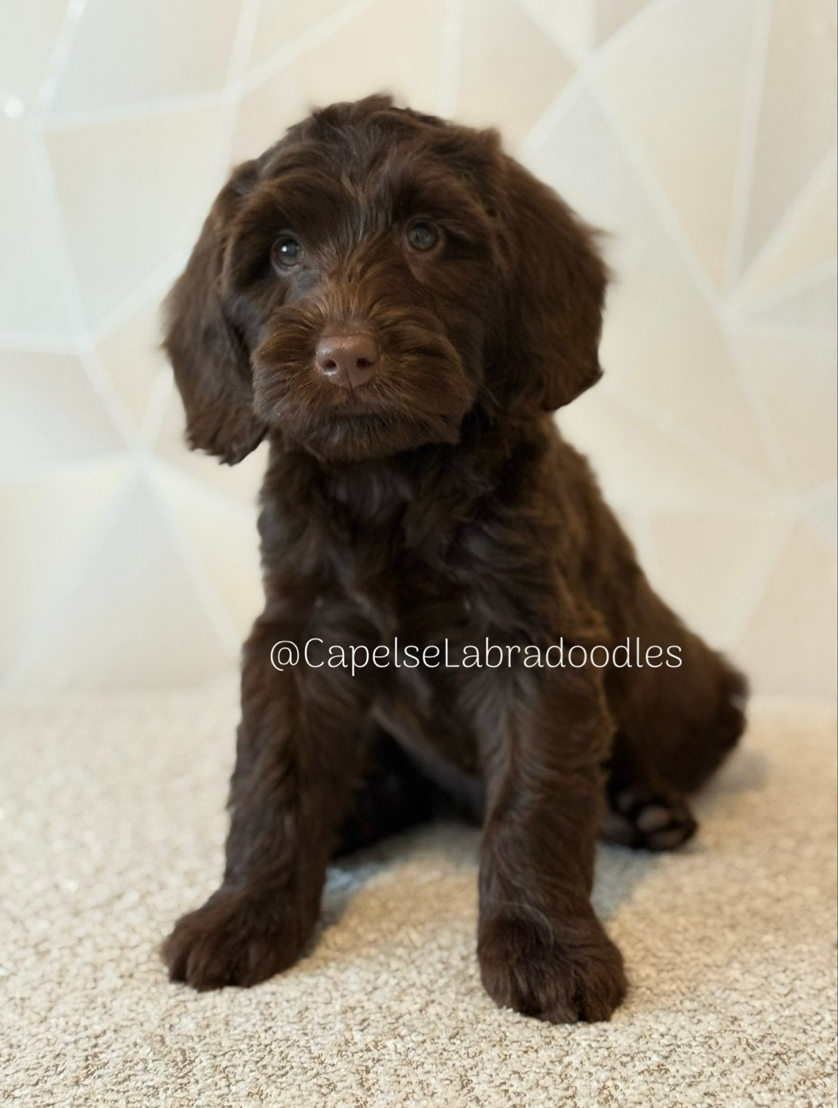 Australian Labradoodle pup Chocolade Bruin, Nederland, Reu, 8 tot 15 weken, Eén hond