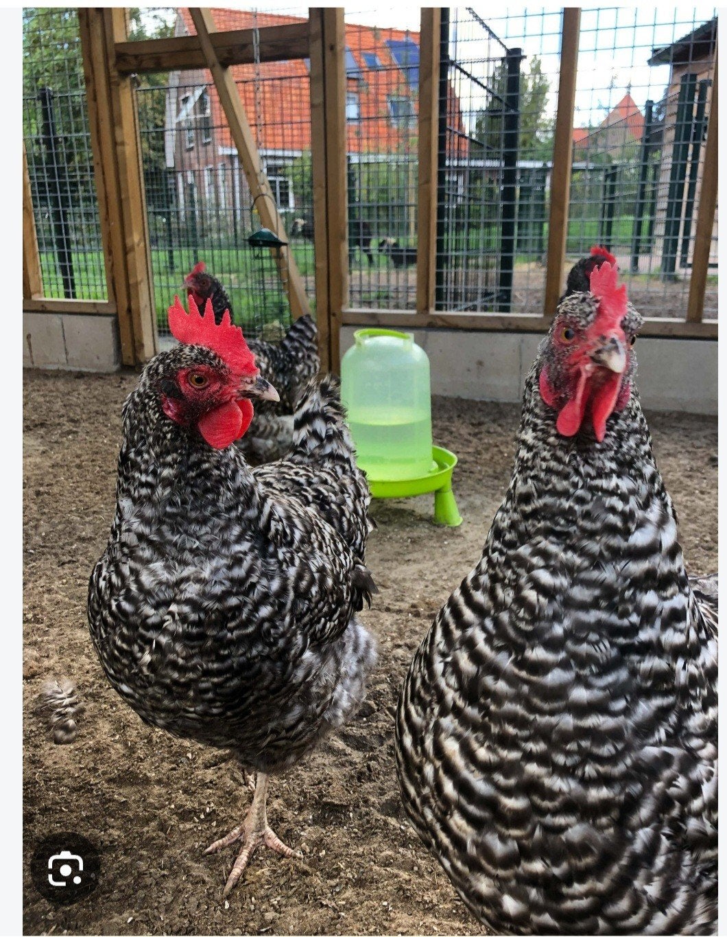 brabander en noord hollanse blauw kip, Dieren en Toebehoren, Meerdere dieren, Kip