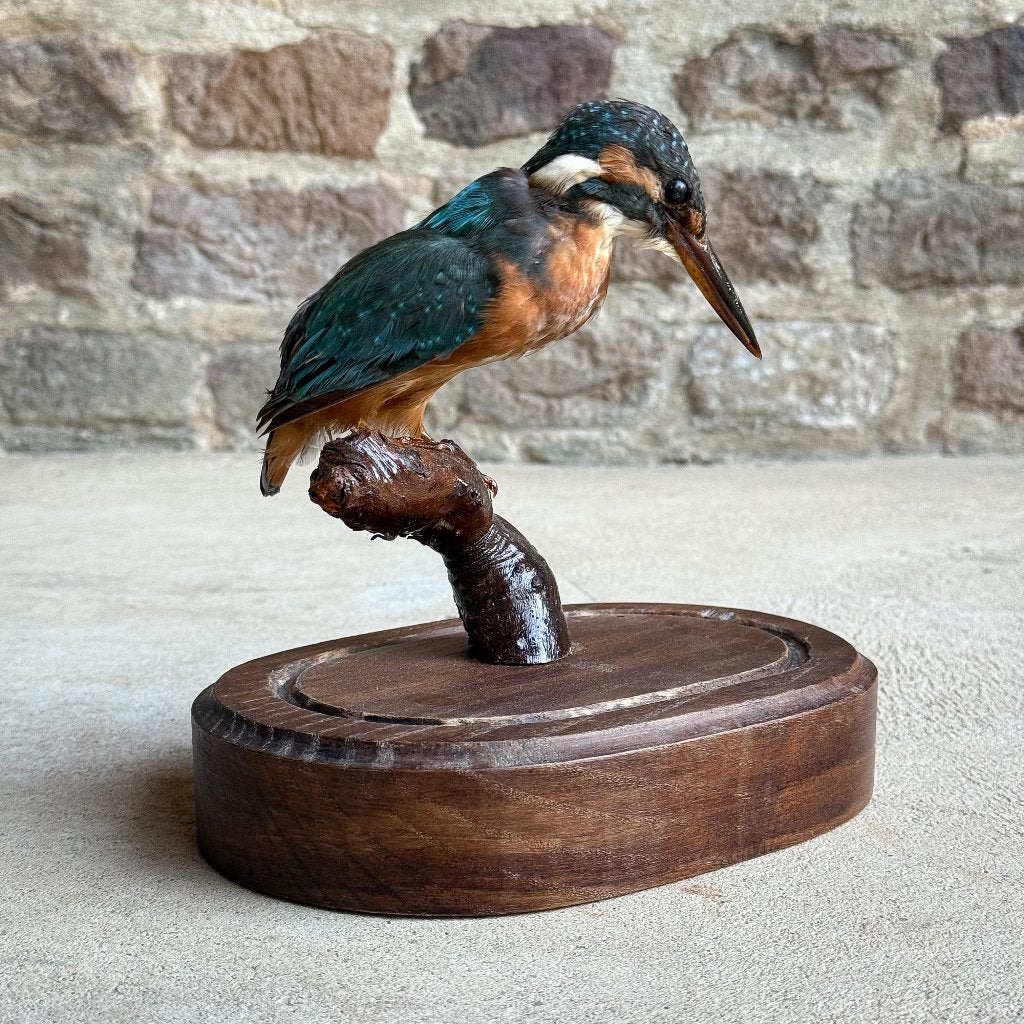Vintage Opgezette Taxidermie Ijsvogel Stolp Verzameling, Ophalen of Verzenden, Gebruikt, Vogel, Opgezet dier