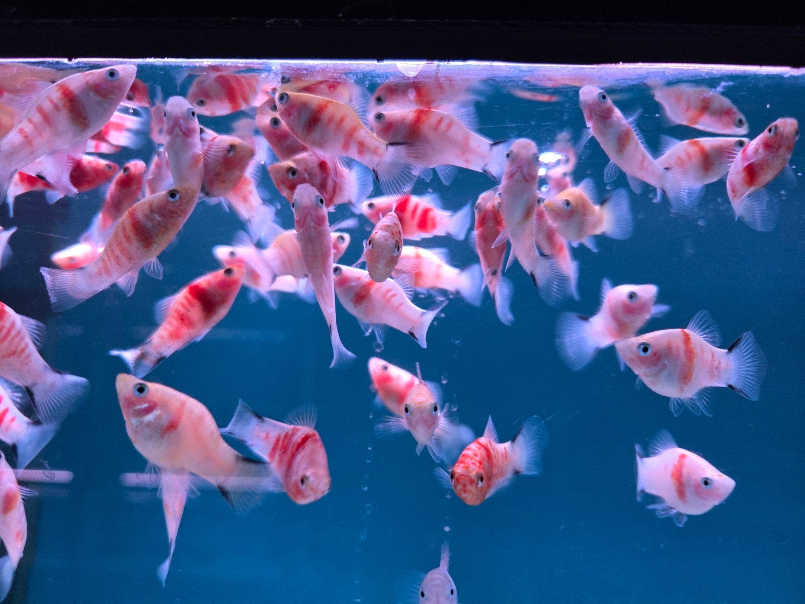 Zebra Coral Platy - Koidream Valburg