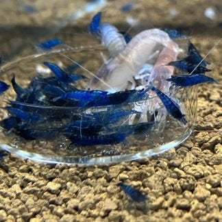 Neocaridina Blue Diamond garnalen, Dieren en Toebehoren, Kreeft, Krab of Garnaal