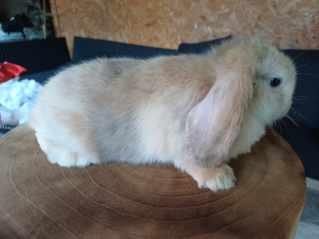 Koppeltje nhd, Dieren en Toebehoren, Konijnen, Meerdere dieren, Dwerg, Hangoor, 0 tot 2 jaar