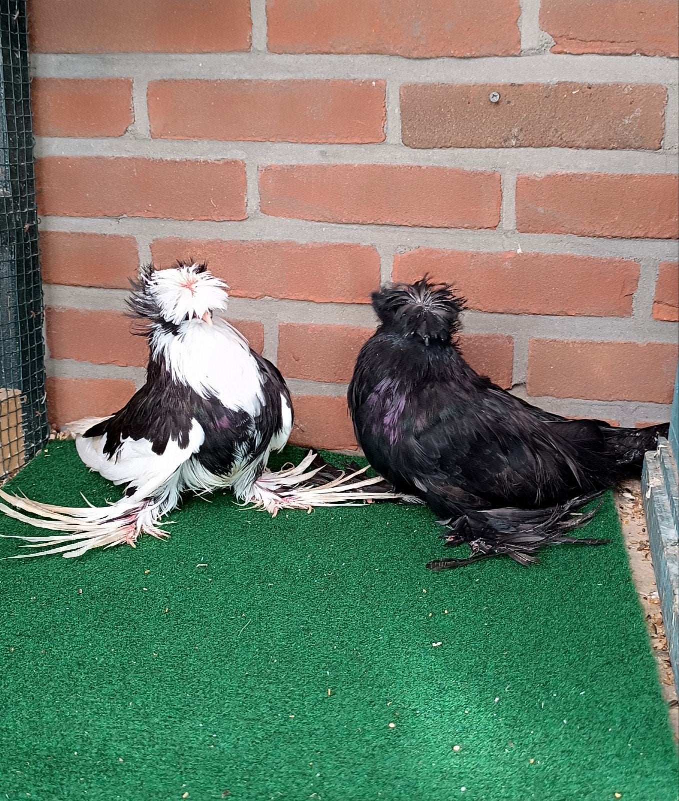 Boecharijse trommel duiven, Meerdere dieren, Overige soorten