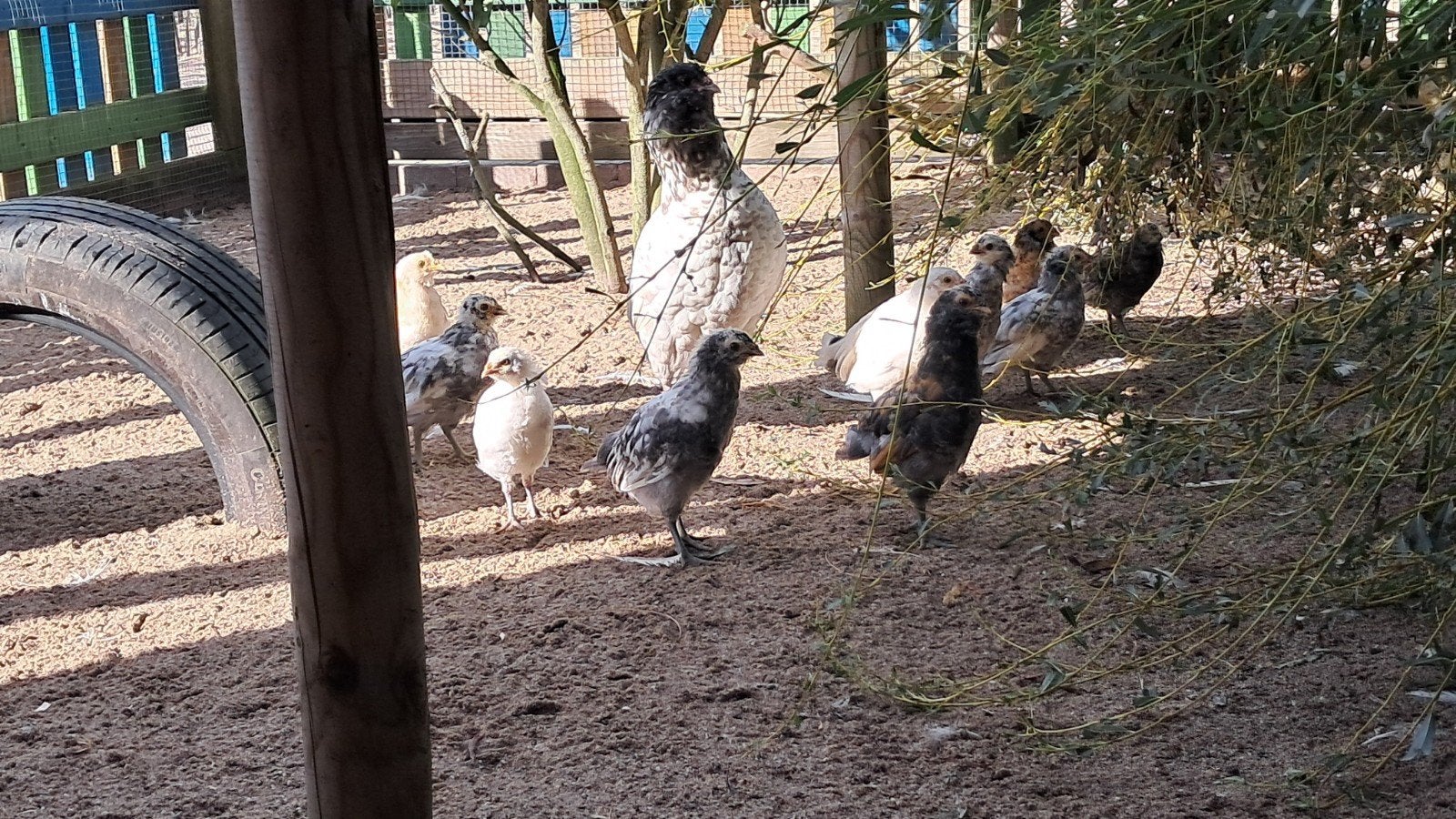 Nederlandse Uilebaard kuikens, Dieren en Toebehoren, Geslacht onbekend, Kip