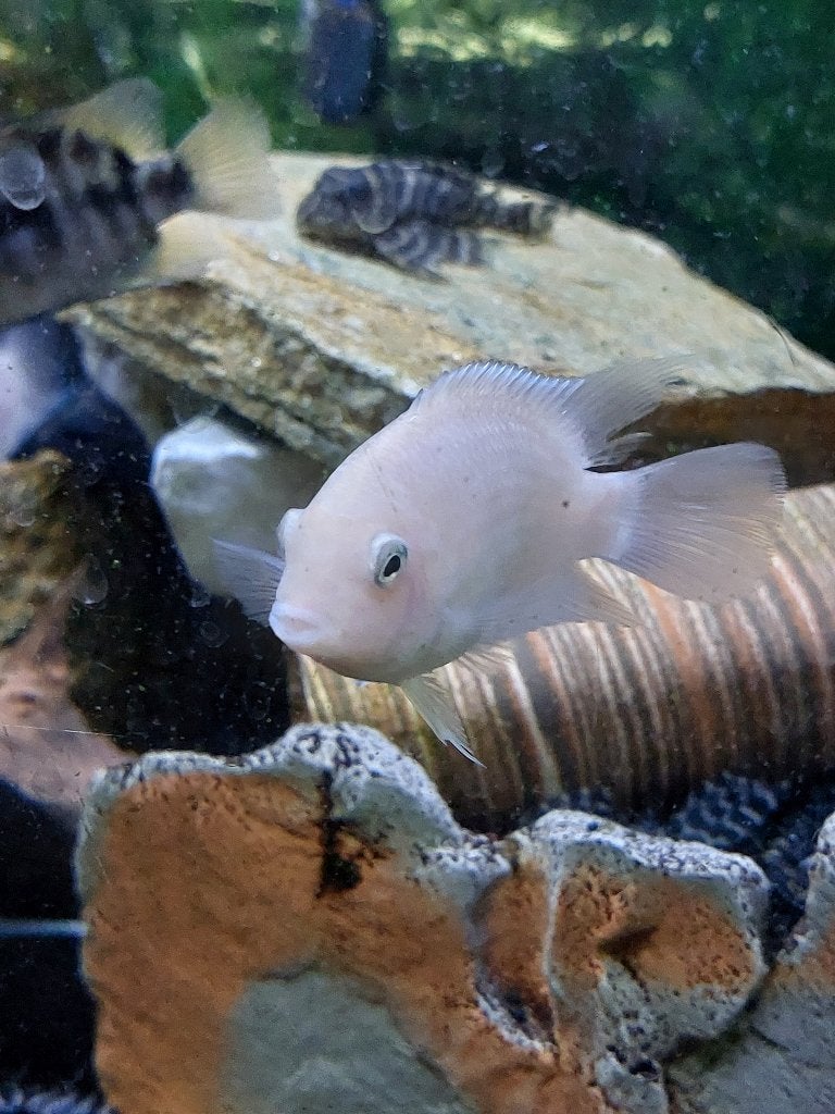 Amatitlania nigrofasciata var (polar) platinum, Dieren en Toebehoren, Vis, Zoetwatervis
