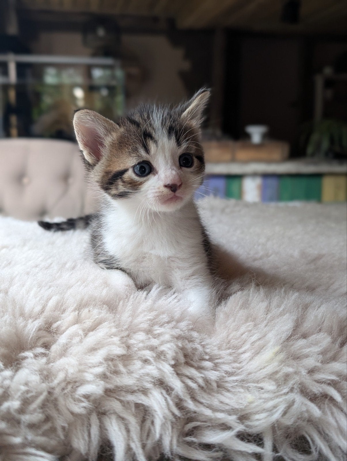 Noorse Boskat x kittens, Meerdere dieren