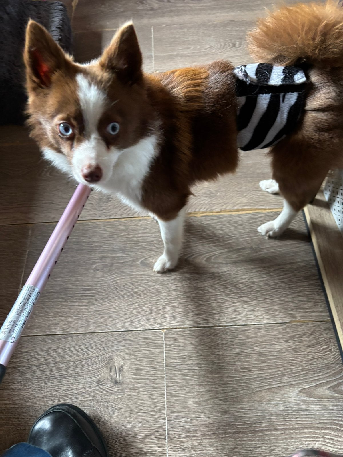 Pomsky reu, Keeshond, Reu, CDV (hondenziekte), 1 tot 2 jaar