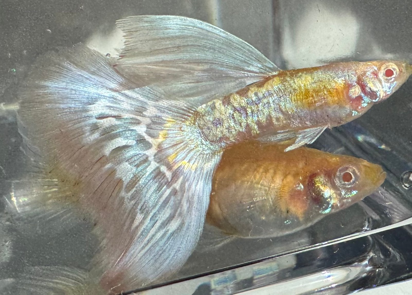 ***Unieke Albino Galaxy Gold Dragon White Mosaic Guppen***, Vis, Zoetwatervis, Schoolvis