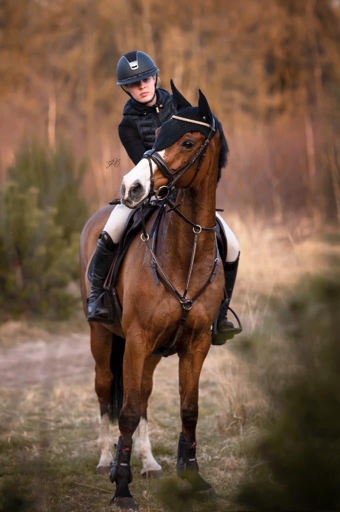 Betrouwbare merrie | Gek op buitenritten & verkeersmak, Merrie, Met stamboom, M, 160 tot 165 cm