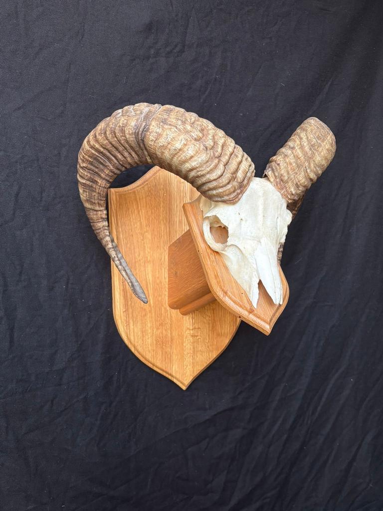 Mooie Moeflon Schedel op Houten Schild, Ophalen of Verzenden, Gebruikt, Wild dier, Schedel