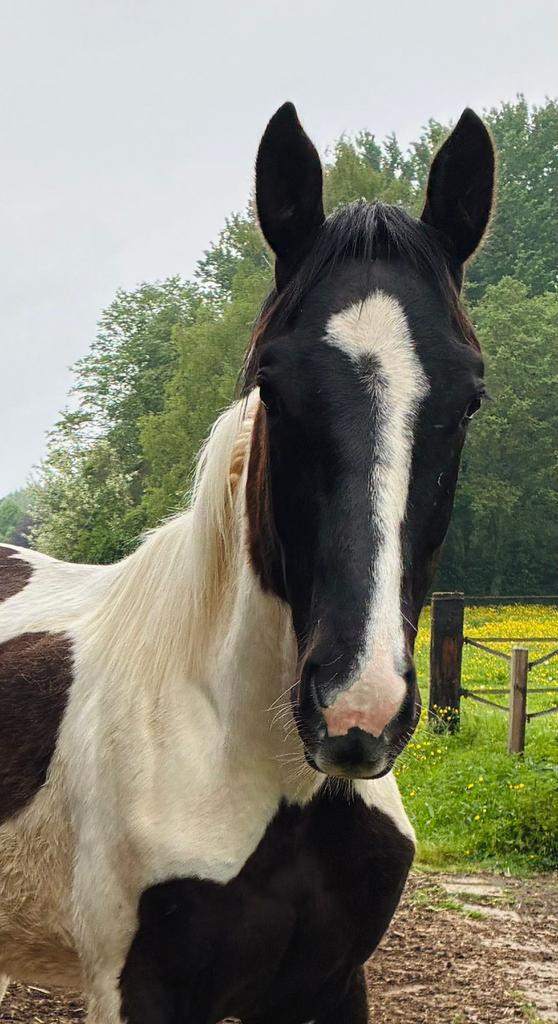 Lieve aanhankelijke jaarling hengst, Dieren en Toebehoren, Paarden, Hengst, Niet van toepassing, 170 tot 175 cm, 0 tot 2 jaar
