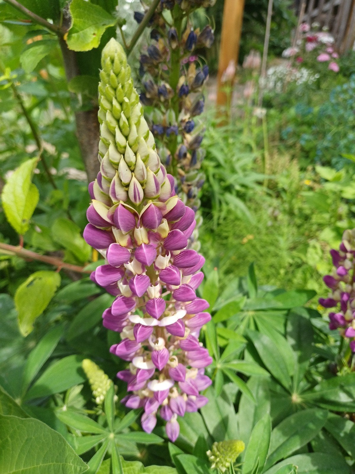 Lupine minarette mix, Ophalen of Verzenden, Volle zon