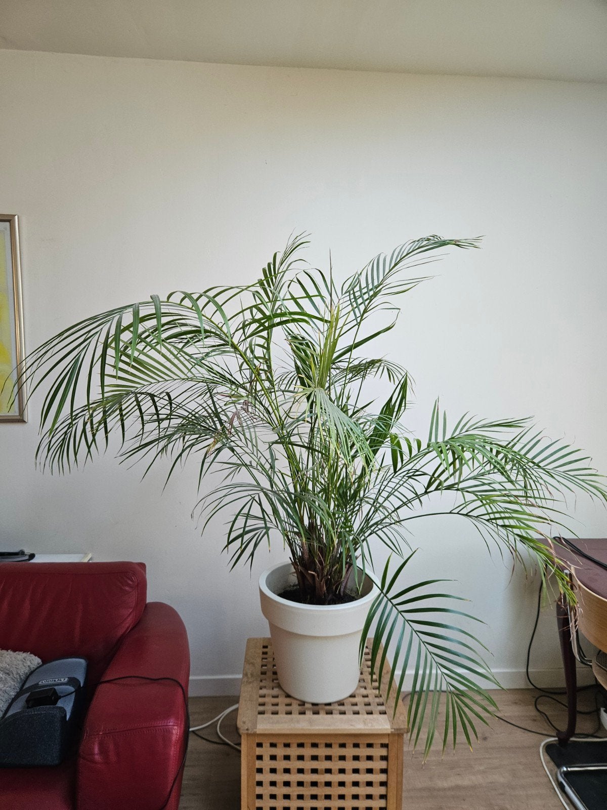 Grote Areca Palm - Ideaal voor elke kamer, Ophalen, Halfschaduw