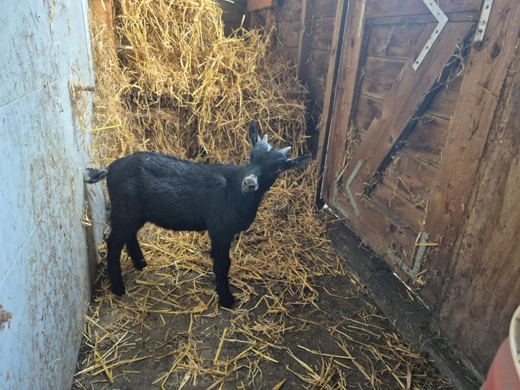 Te koop 5 mooie dekbokjes, Dieren en Toebehoren, Mannelijk, Geit, 0 tot 2 jaar