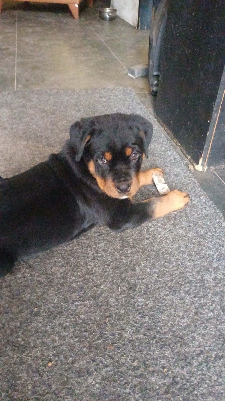 Super leuke rottweiler pup, Reu, 8 tot 15 weken, Eén hond, Nederland