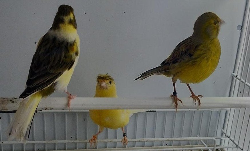 kanaries mannen en poppen ongeveer 20, Dieren en Toebehoren, Vogels | Kanaries, Meerdere dieren, Kleurkanarie