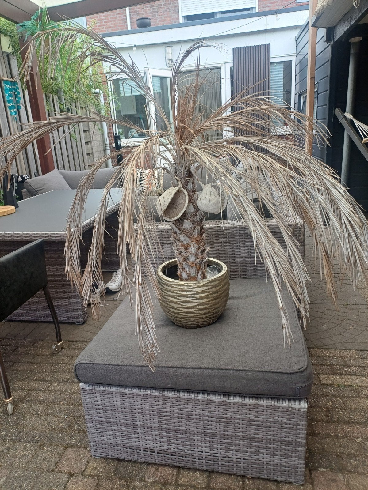 Decoratieve echt palmboom, Kunststof, Gebruikt, Rond, Ophalen of Verzenden