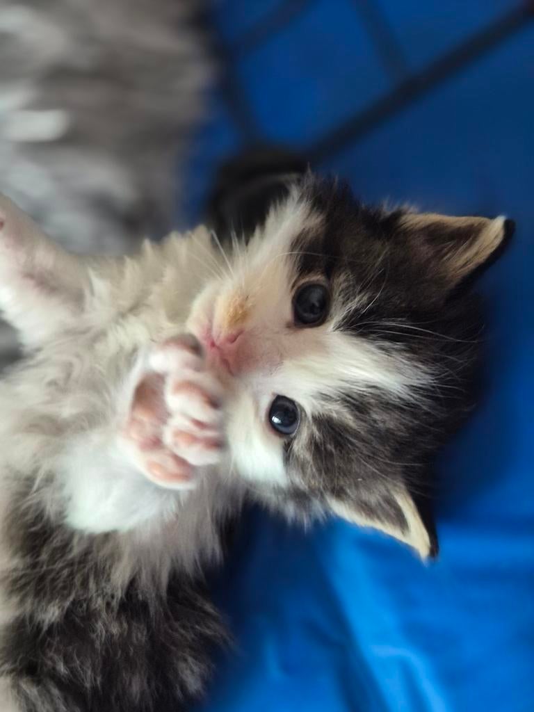 Hele mooie maine coon kittens, Dieren en Toebehoren, Katten en Kittens | Raskatten | Langhaar, Meerdere dieren, Ontwormd, 0 tot 2 jaar