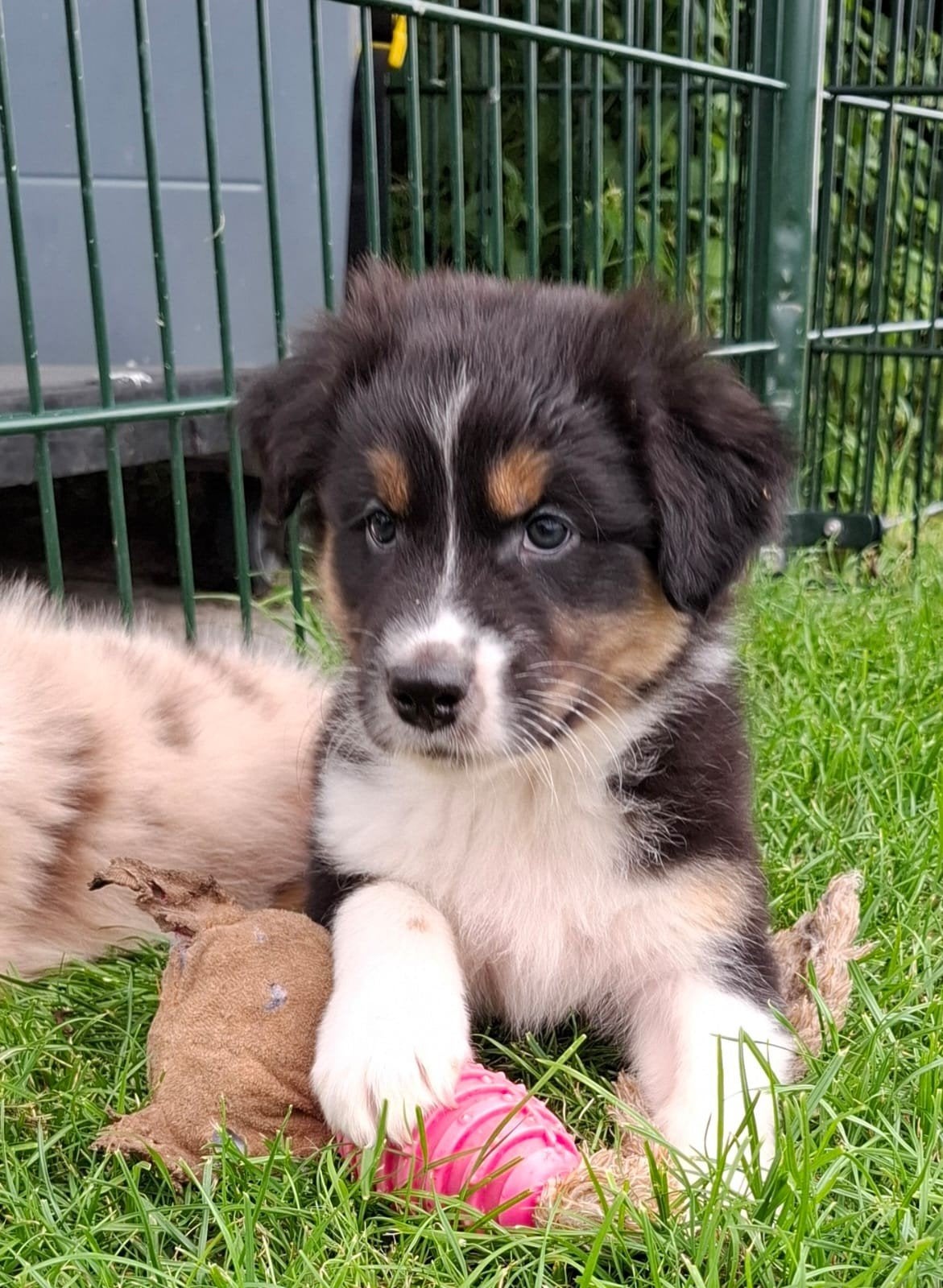 Prachtige Australian Sheperd pups., Dieren en Toebehoren, Nederland, 8 tot 15 weken, Meerdere, Meerdere dieren