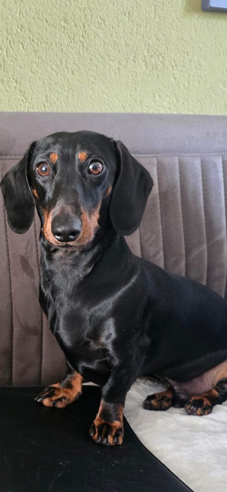 Staat ter dekking mooie dwerg teckel black and tan, Particulier, Reu, 1 tot 2 jaar, Buitenland