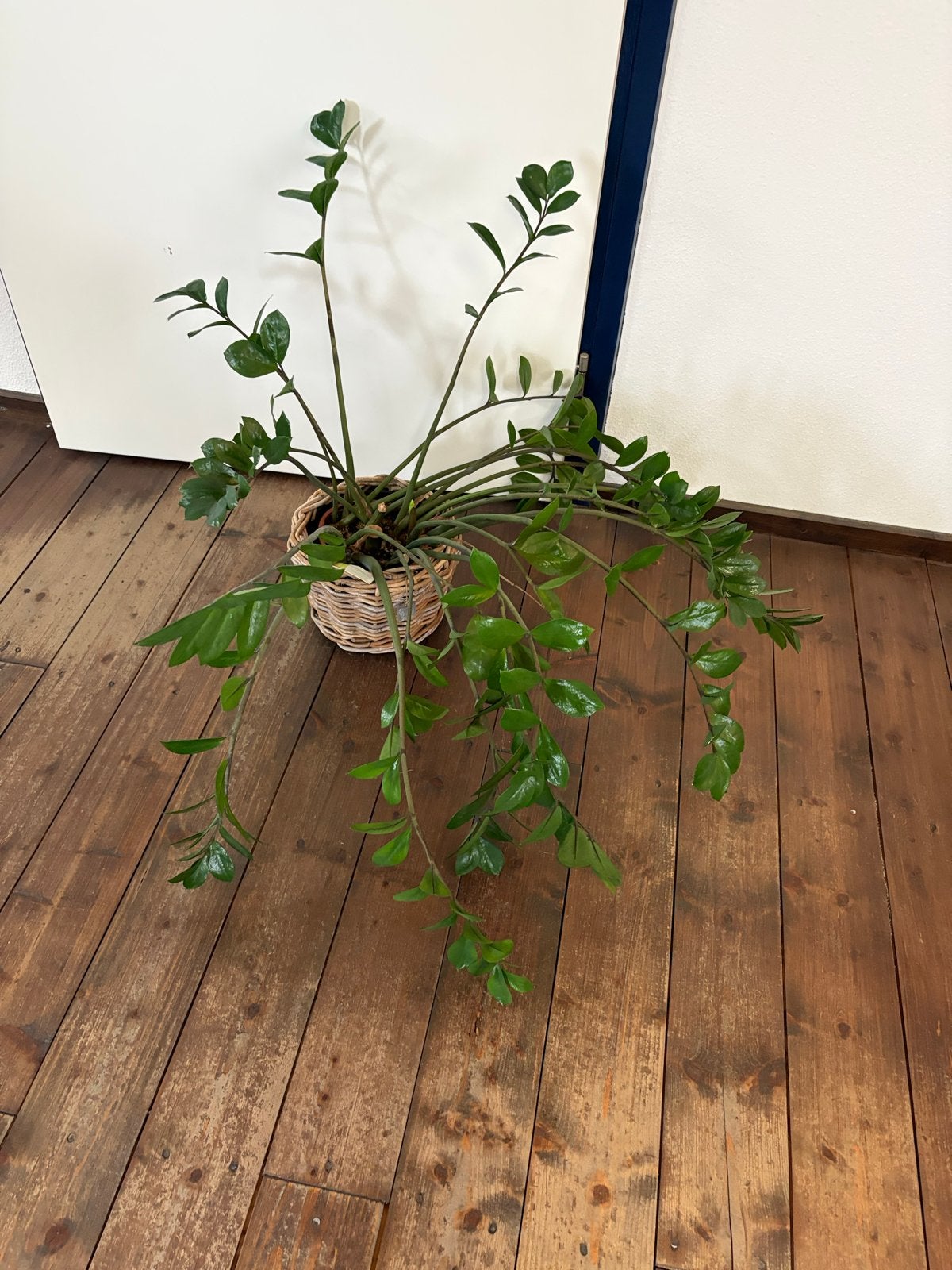 Zamioculcas in rieten mand, Huis en Inrichting, Kamerplanten, Ophalen, Overige soorten, Halfschaduw, In pot