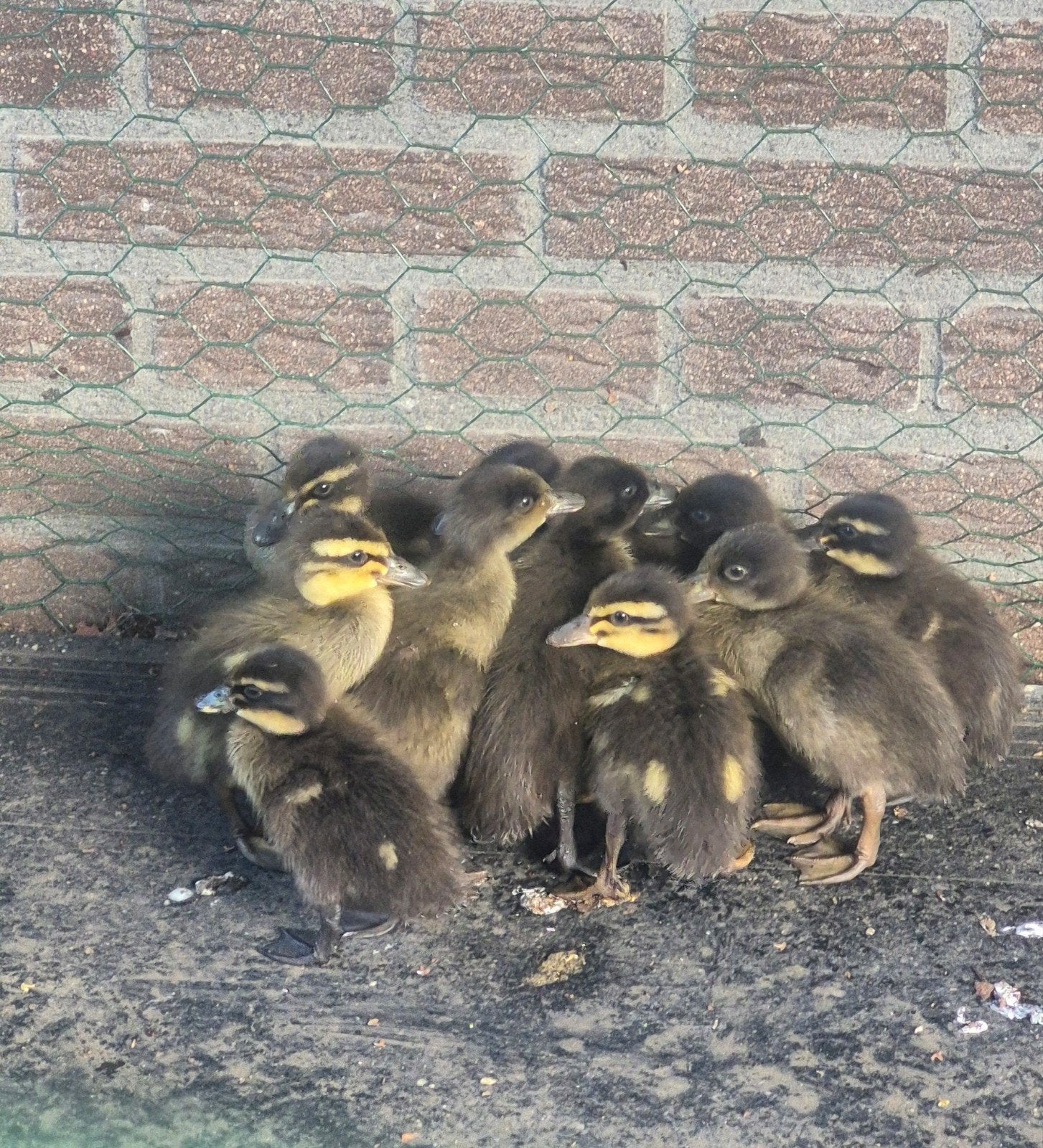 Loopeend kuikens, Ophalen, Overige typen