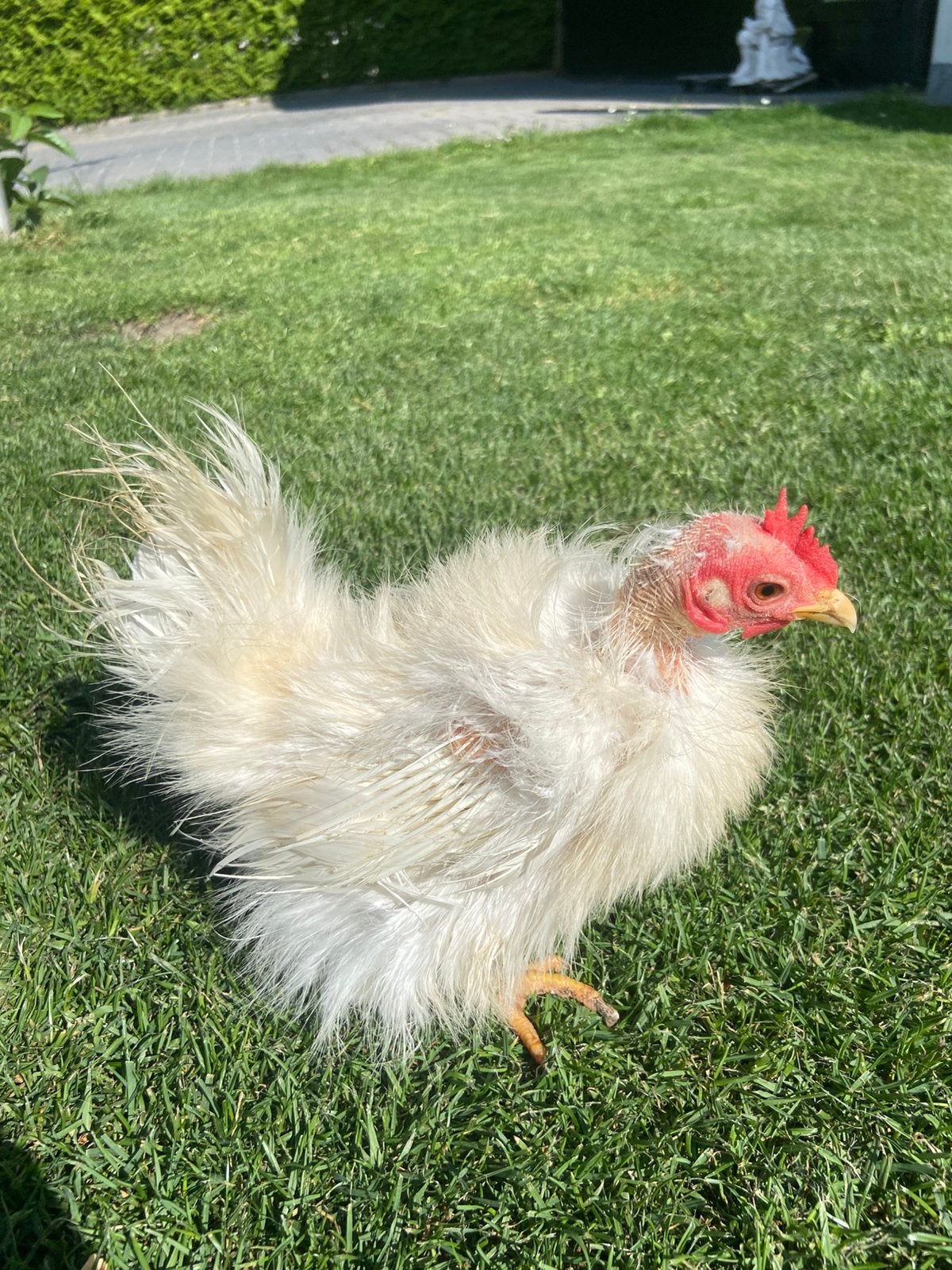 Volwassen serama hen 330 gram, Dieren en Toebehoren, Pluimvee, Mannelijk, Kip