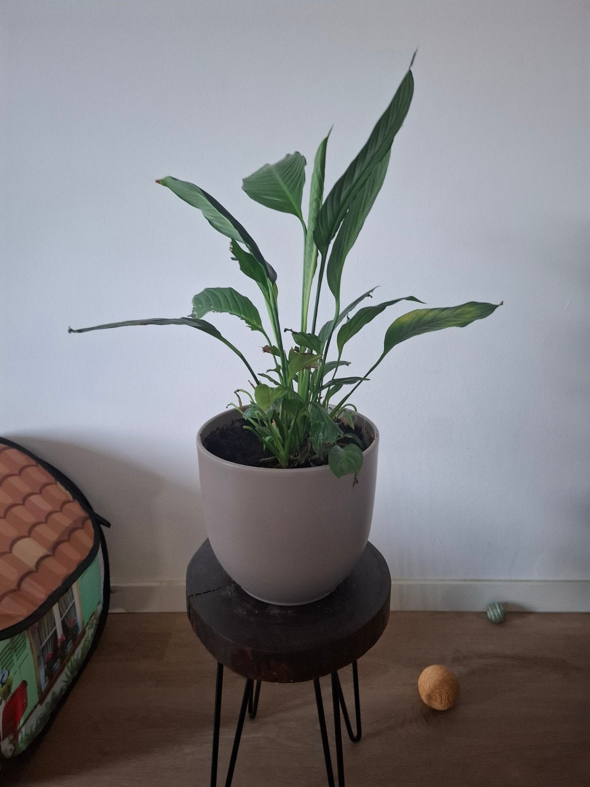 kamer plant, Ophalen, Halfschaduw, Minder dan 100 cm
