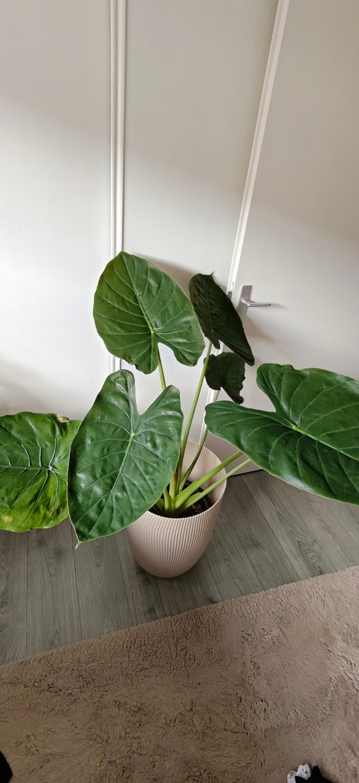 Grote Alocasia kamerplant in pot, Ophalen, Overige soorten, Halfschaduw, In pot