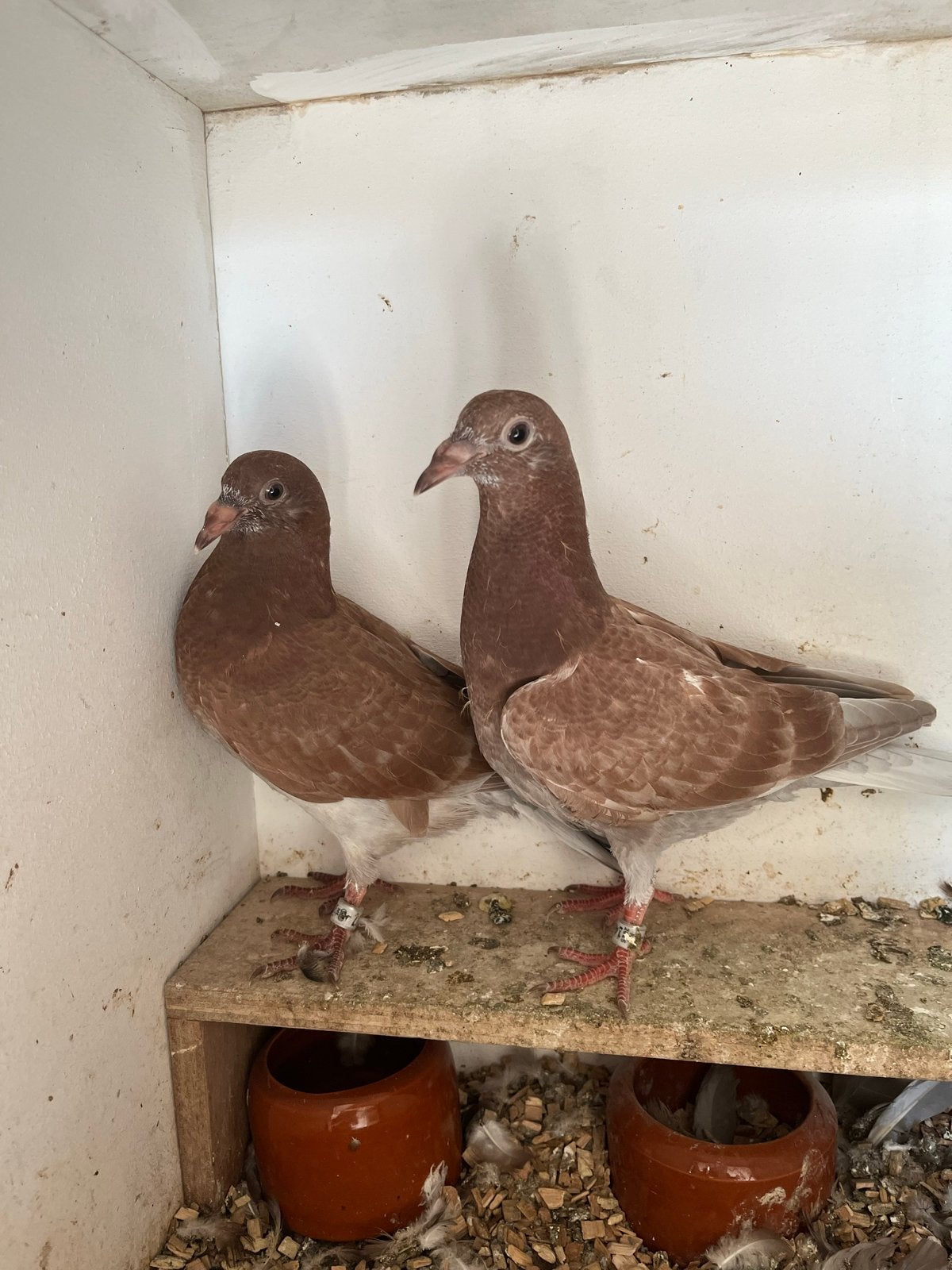 Postduif piepers, Dieren en Toebehoren, Vogels | Duiven, Meerdere dieren, Postduif
