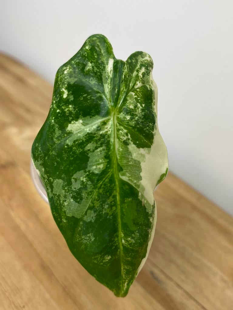 Alocasia Frydek Variegata #4, Huis en Inrichting, Kamerplanten, Ophalen of Verzenden, Halfschaduw, Minder dan 100 cm