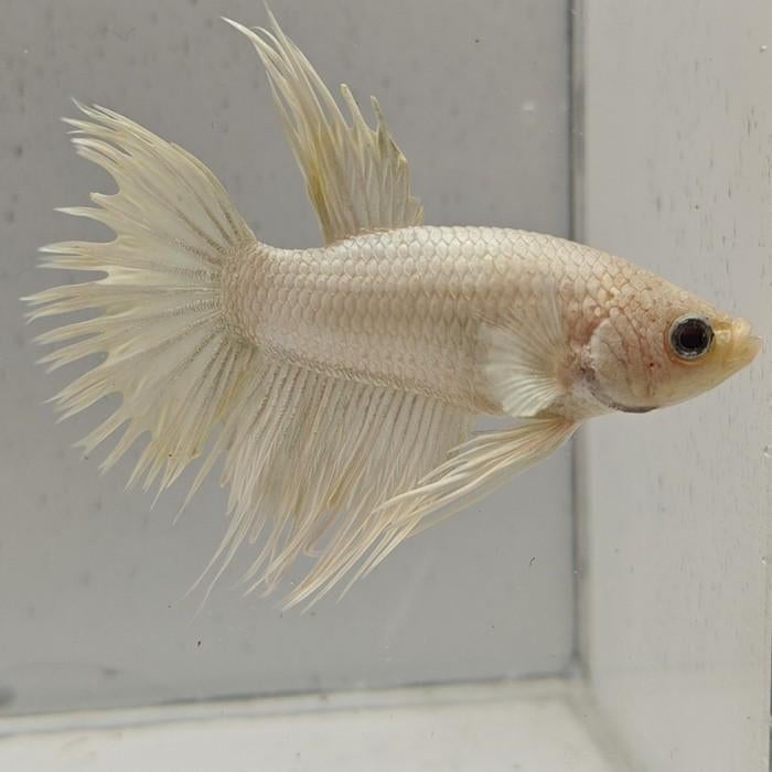 Betta splendens man 49, Dieren en Toebehoren, Vis