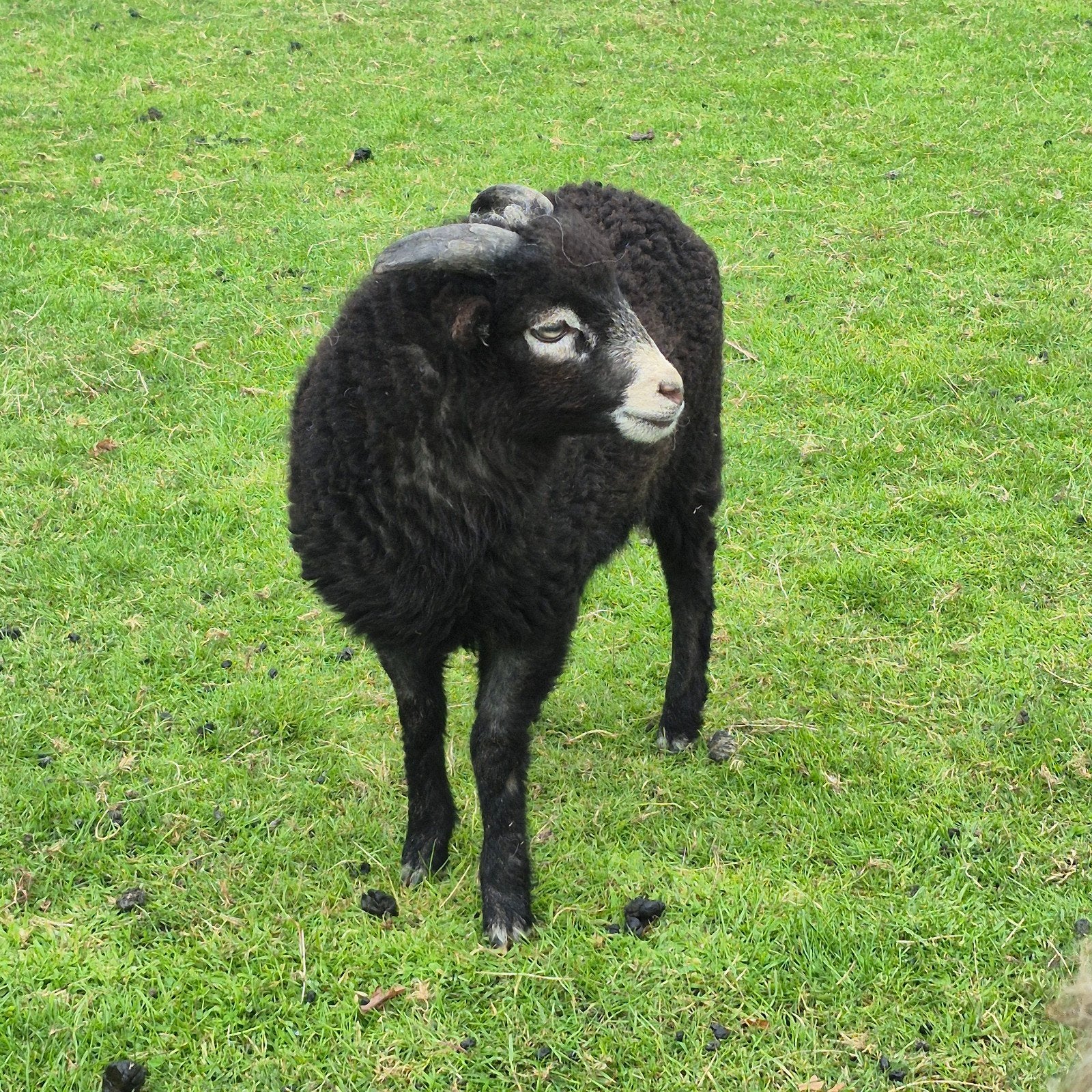 2 bokjes tekoop ouessanten mini schaap, Mannelijk, Geit