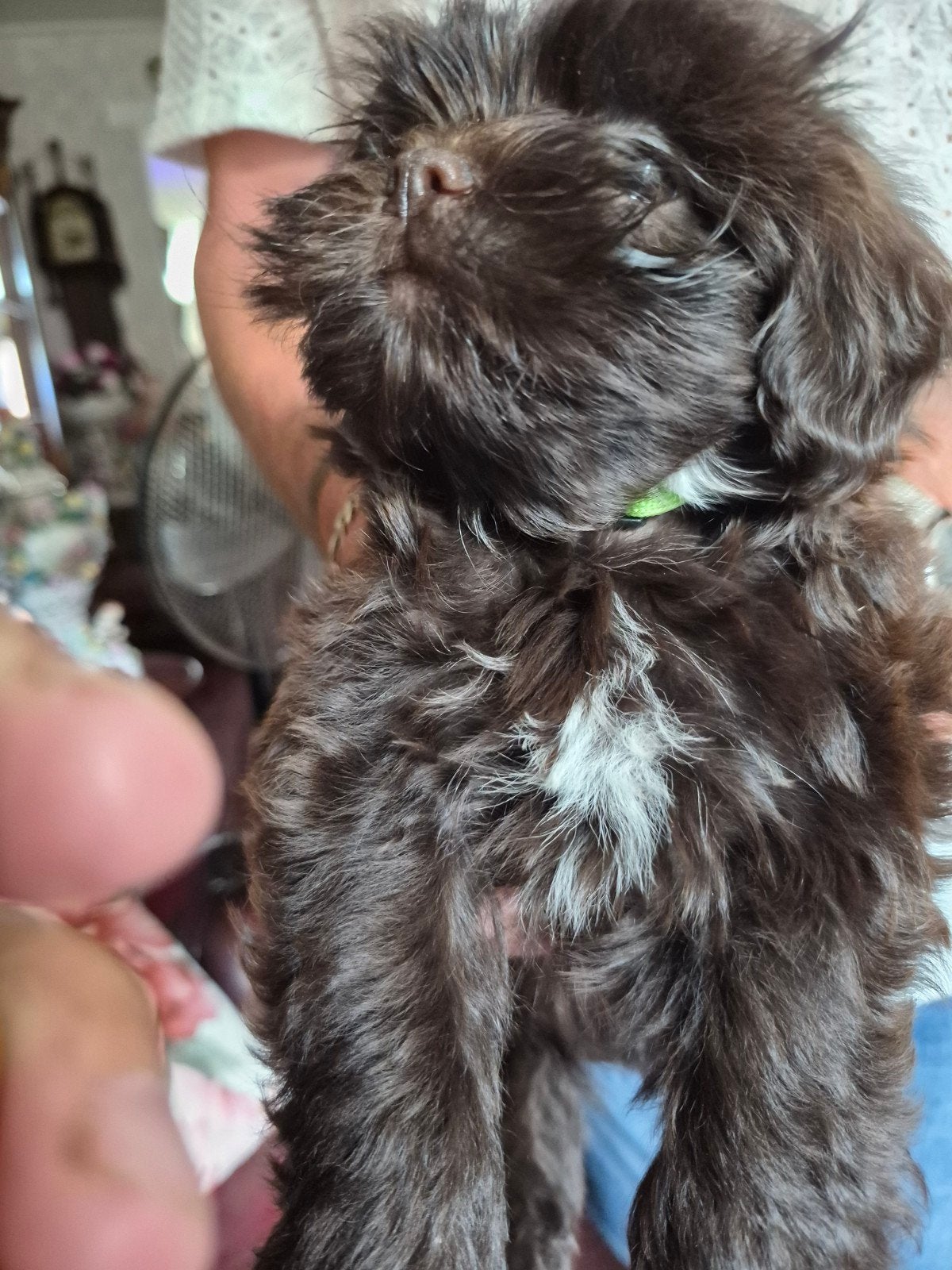 Boomer / Maltipo Puppies 1 Reutje  Geb. 20-05-2026.., Eén hond, Nederland, Particulier, Reu