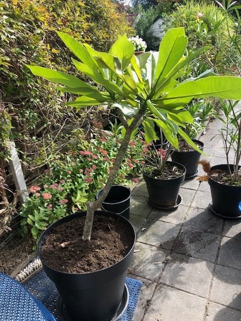 plumeria, Volle zon, Vaste plant, Zomer, Ophalen