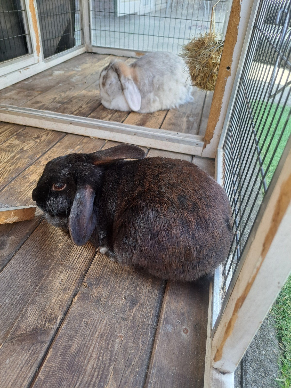 goed huis gezocht voor koppel hangoor konijnen, Dieren en Toebehoren, Maart, Meerdere dieren