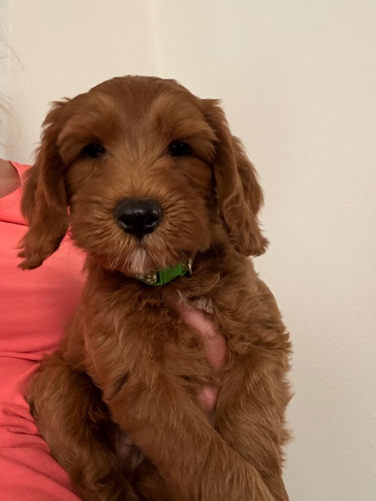 Australian Labradoodle pups van geteste ouders, 8 tot 15 weken, Meerdere, Meerdere dieren, Klein
