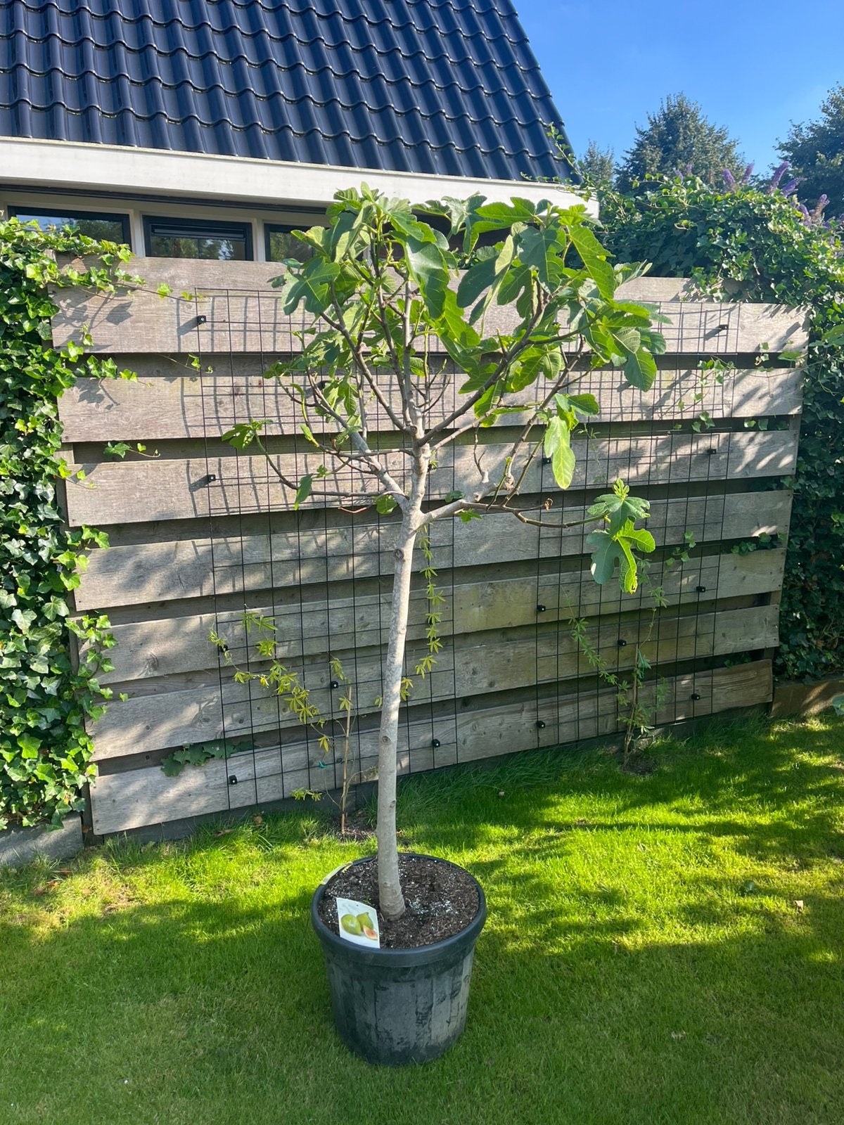 Vijg Ficus Carica dikke stam, Tuin en Terras, Ophalen, Zomer, Volle zon, Overige soorten