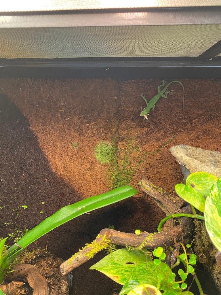 paludarium, Ophalen, Zo goed als nieuw, Terrarium of Paludarium