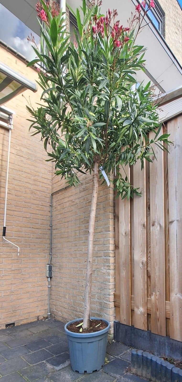 zeer grote oleanders op stam top deal maar €100 per stuk!, Ophalen of Verzenden, Overige soorten, Struik, 100 tot 250 cm