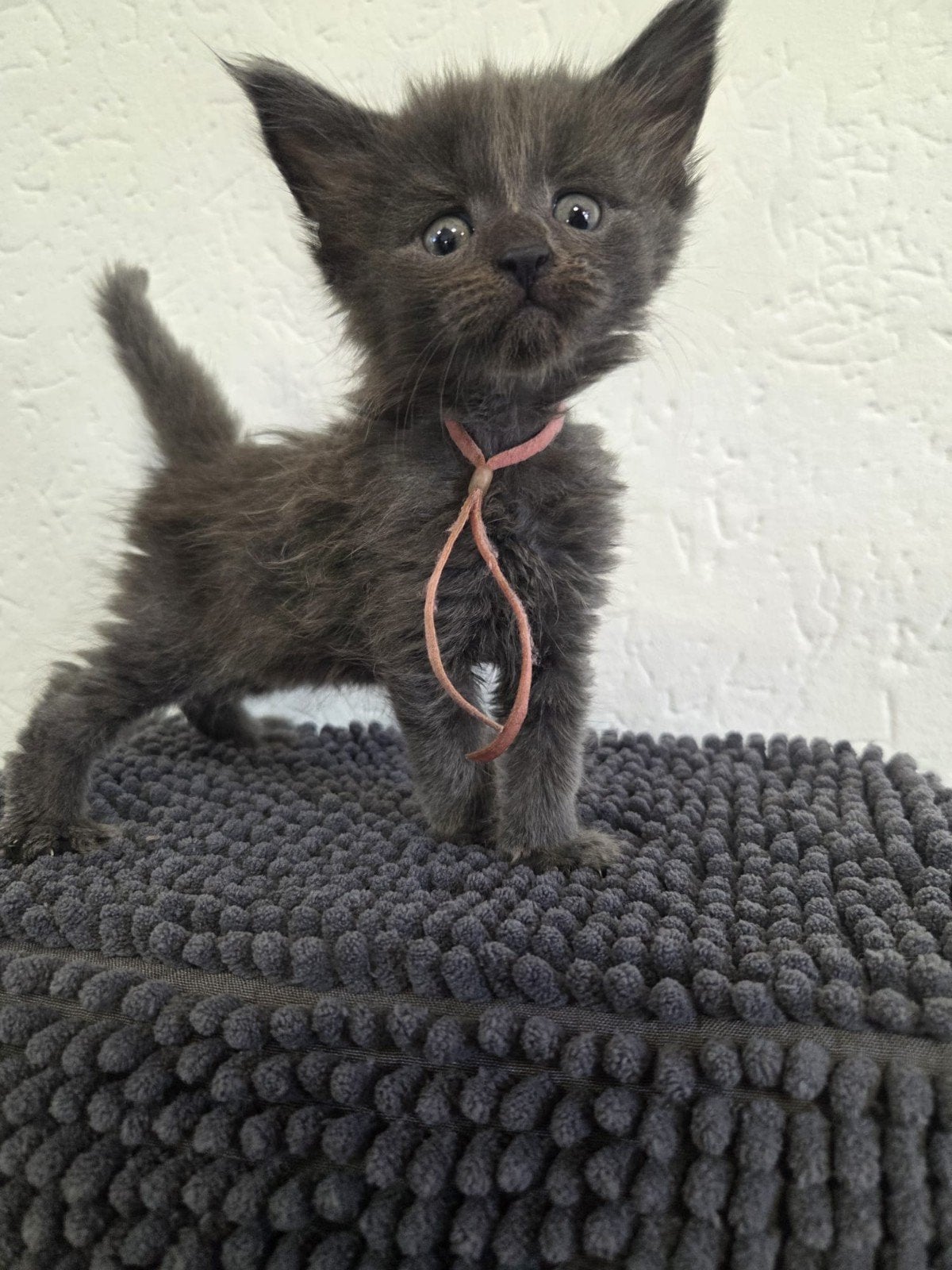 Maine coon kittens Raszuiver mogen naar hun nieuwe huisje!, Dieren en Toebehoren, Meerdere dieren, Gechipt, 0 tot 2 jaar