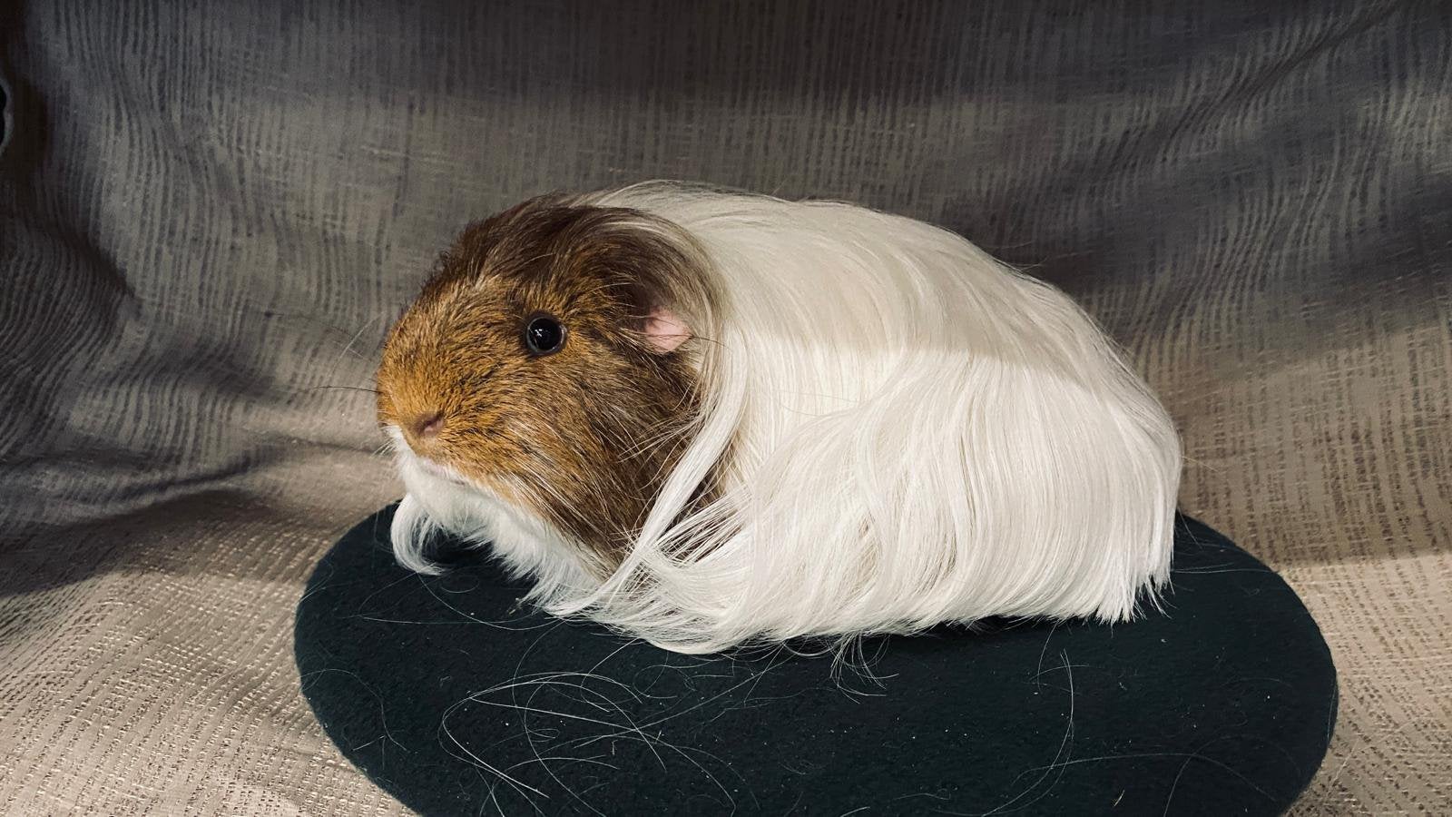 Jonge Sheltie en Texel cavia’s, Dieren en Toebehoren, Cavia, Augustus, Meerdere dieren, Tam