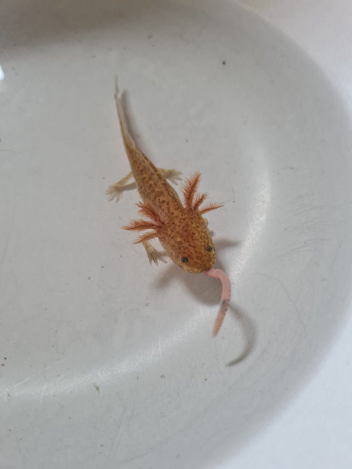 Baby axolotls, Dieren en Toebehoren, Reptielen en Amfibieën, Schildpad, 0 tot 2 jaar