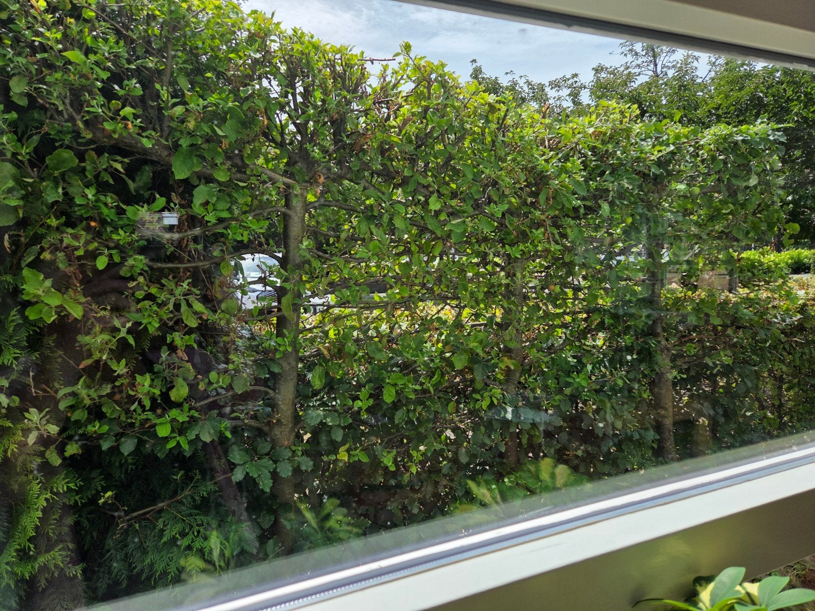 Leiboom met appels - Privacy en oogst in één!, Ophalen, Volle zon, Overige soorten