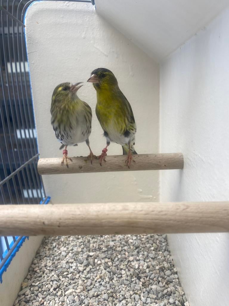 koppel Europese Sijzen, Dieren en Toebehoren, Meerdere dieren, Wildzangvogel