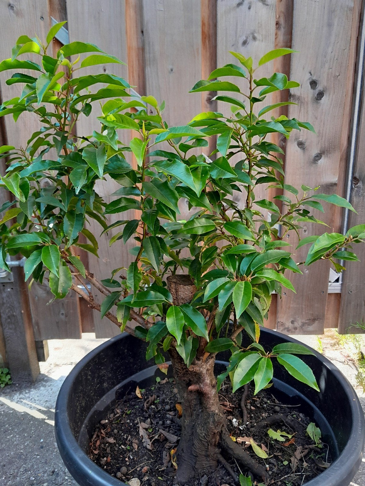 Prunus lus. 'Angustifolia' - Groenblijvende struik, Ophalen