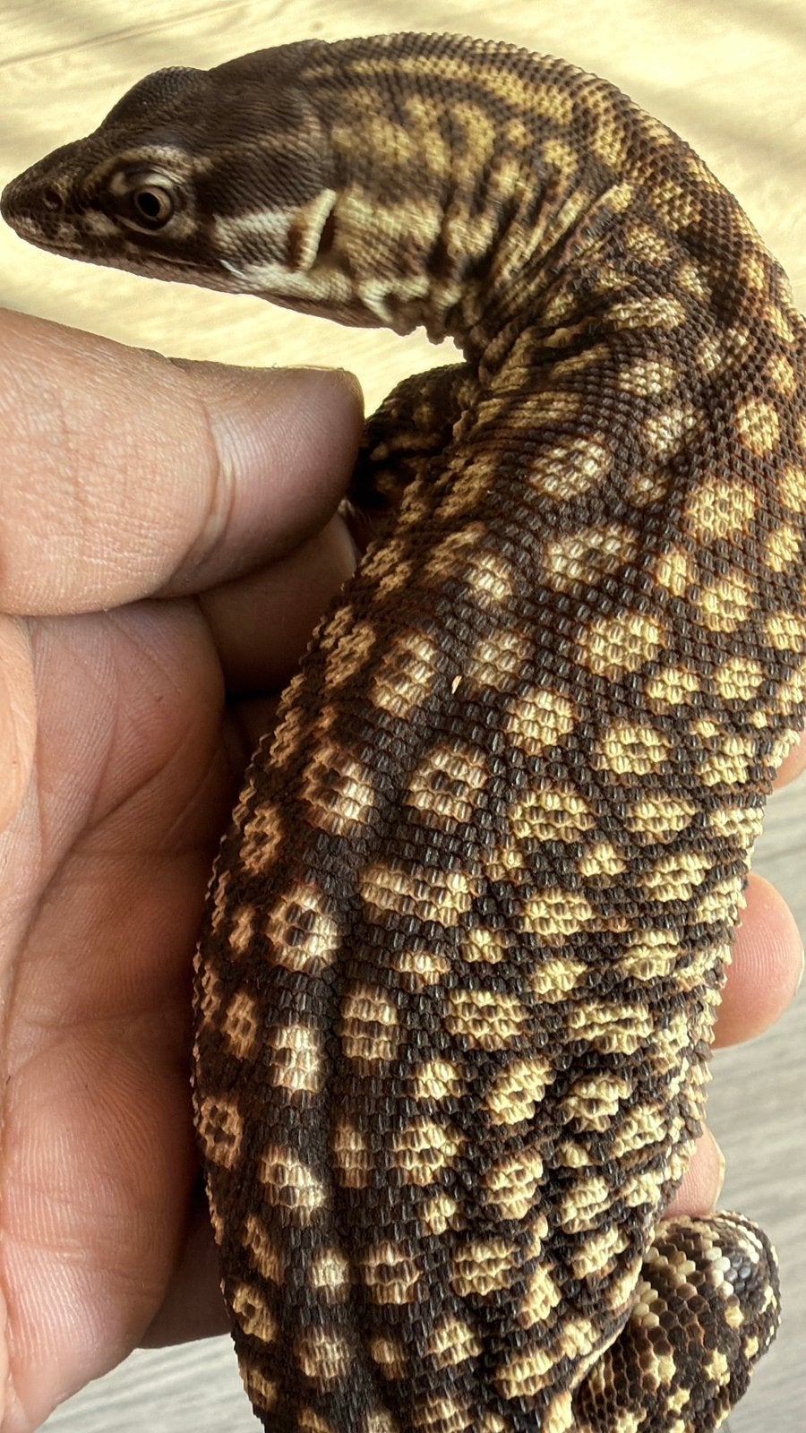 Ackie Monitor(Varanus acanthurus) Monitor Lizard photo 4
